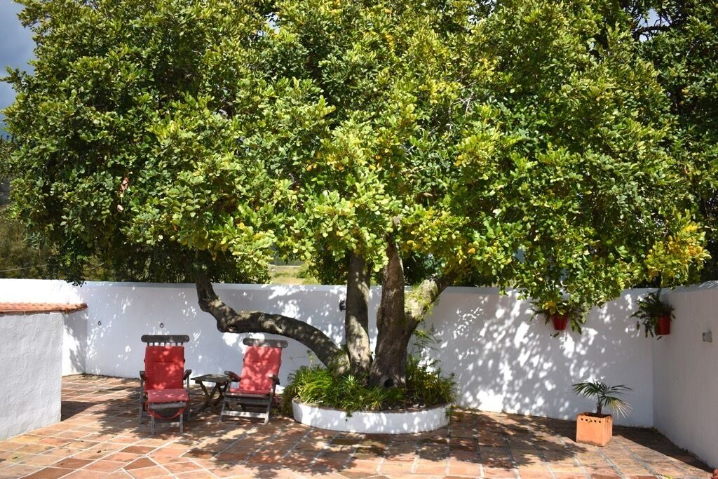 Photo of Patio Balcony in Competa