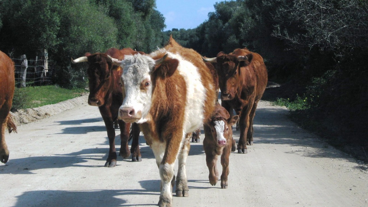 Photo of Others in San Ambrosio