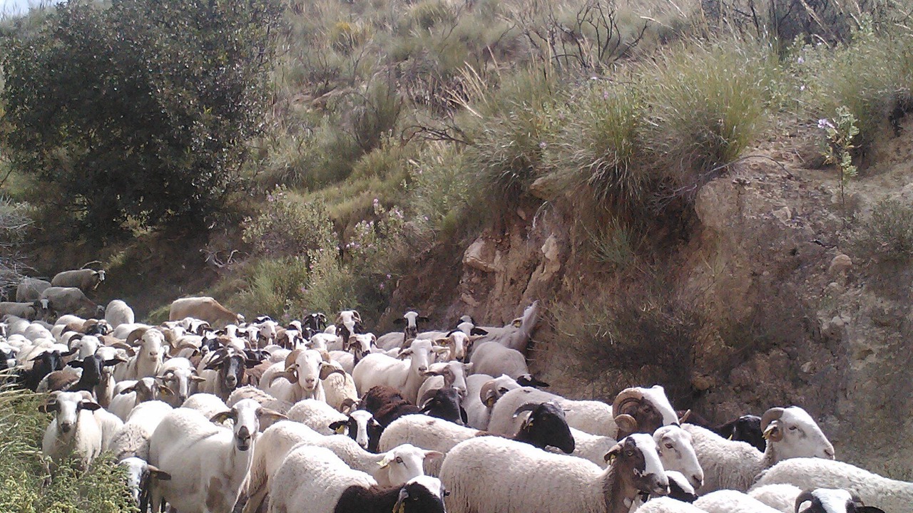 Photo of Others in Turre