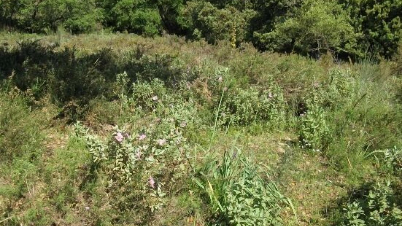 Photo of Outdoor in Benaojan