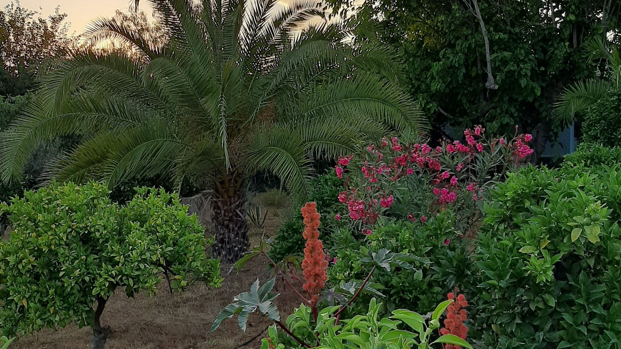 Photo of Outdoor in Arahal