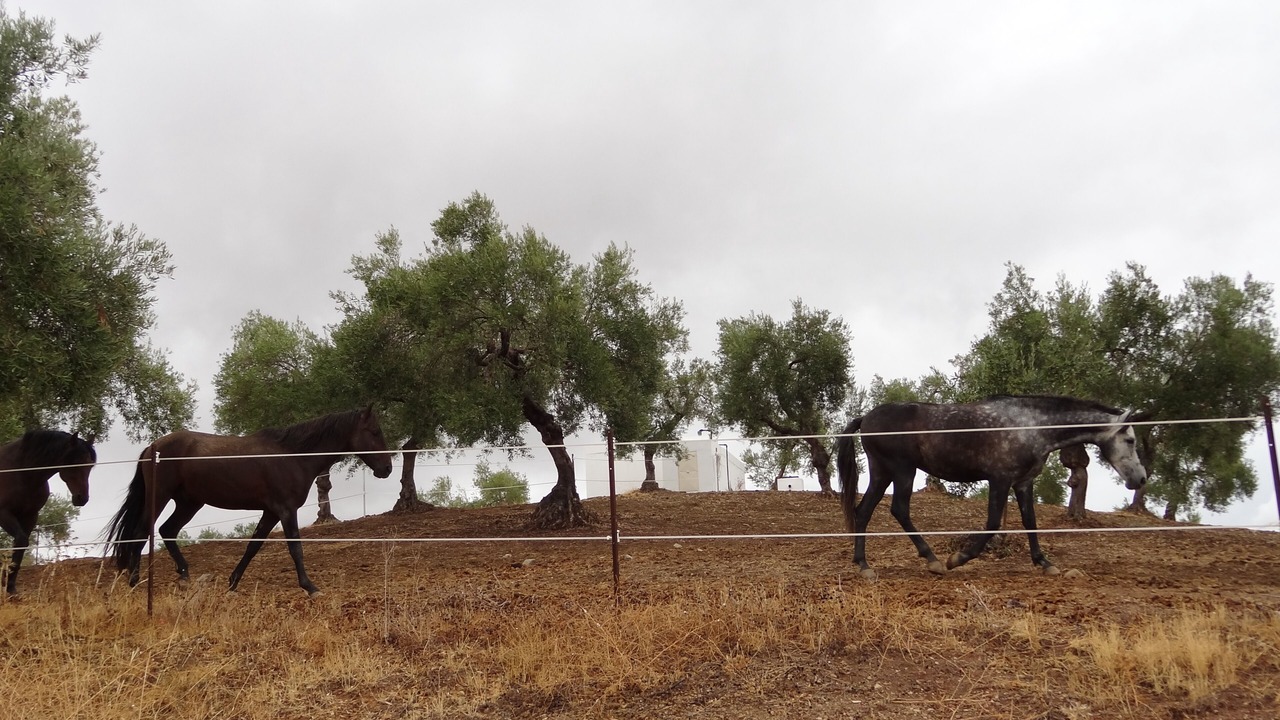 Photo of Outdoor in Villamartin
