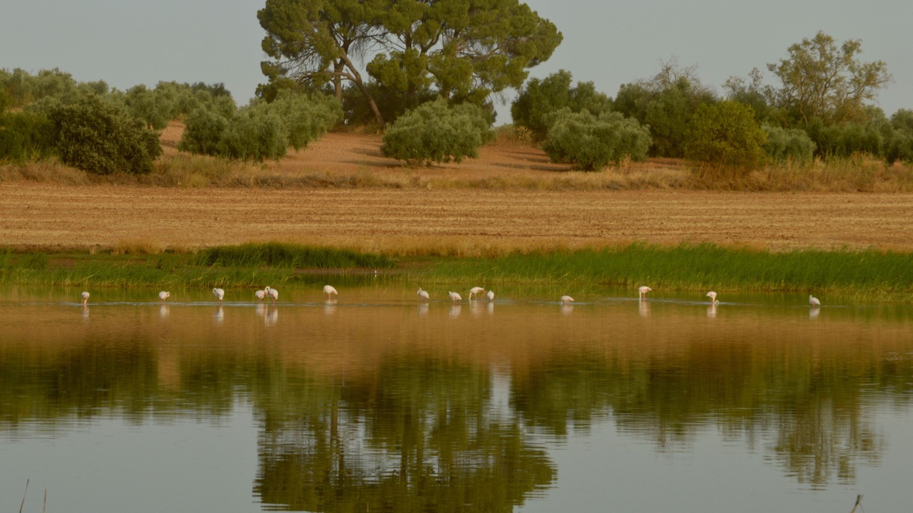 Photo of Others in Campillos