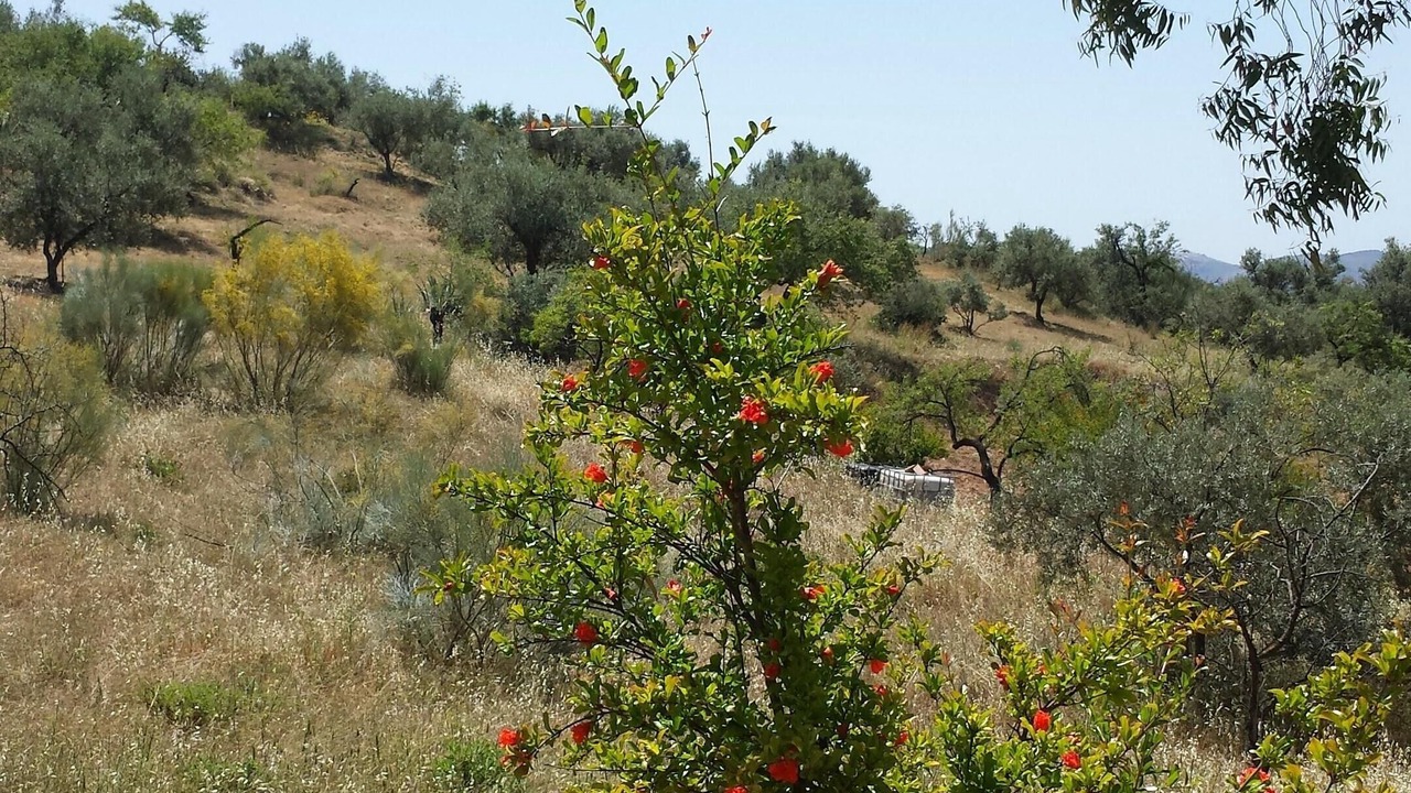 Photo of Outdoor in Riogordo