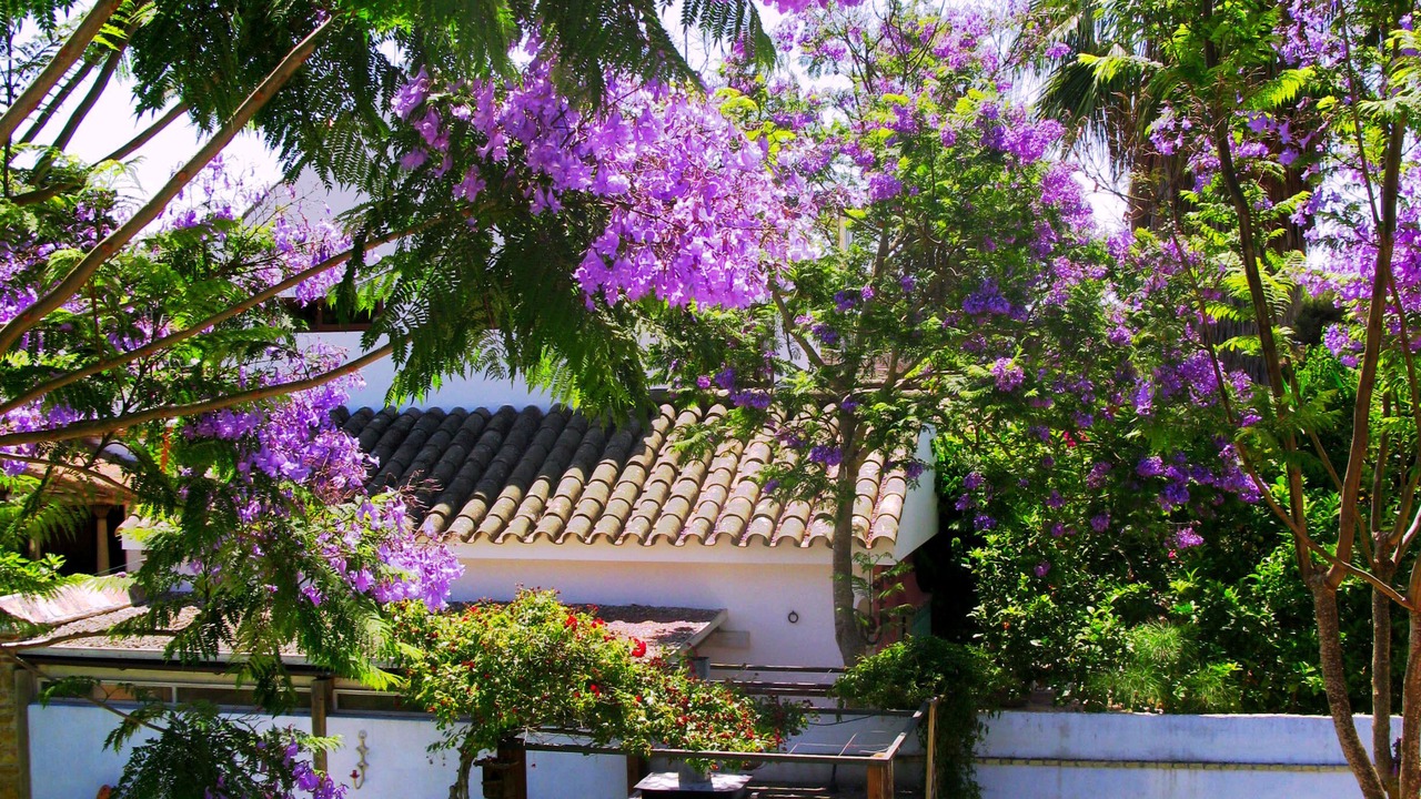 Photo of Patio Balcony in Conil de la Frontera
