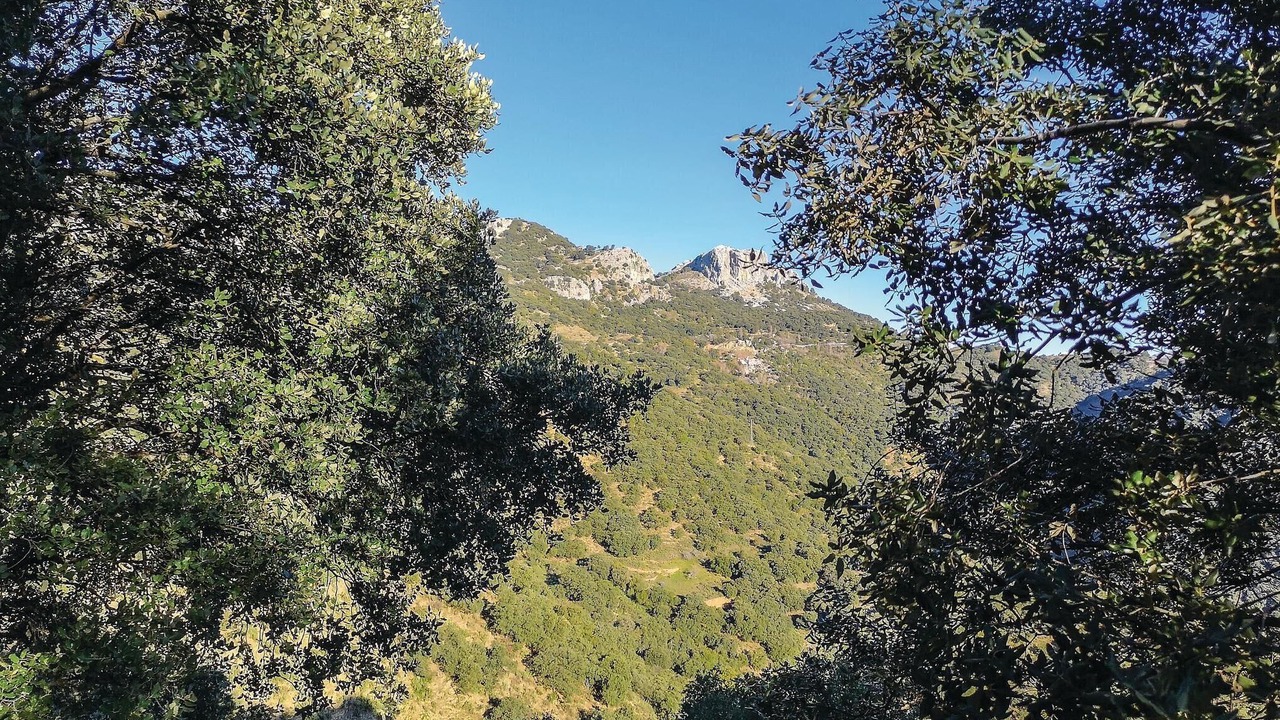 Photo of Others in Benalauria