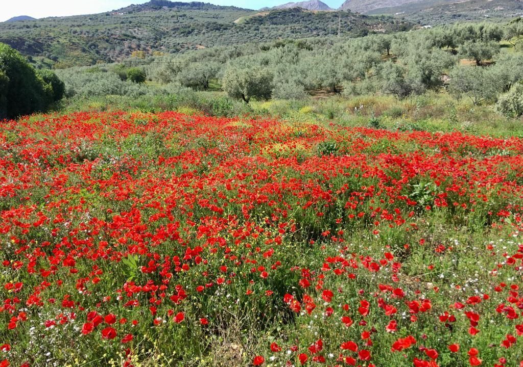 Photo of Outdoor in Alcaucin