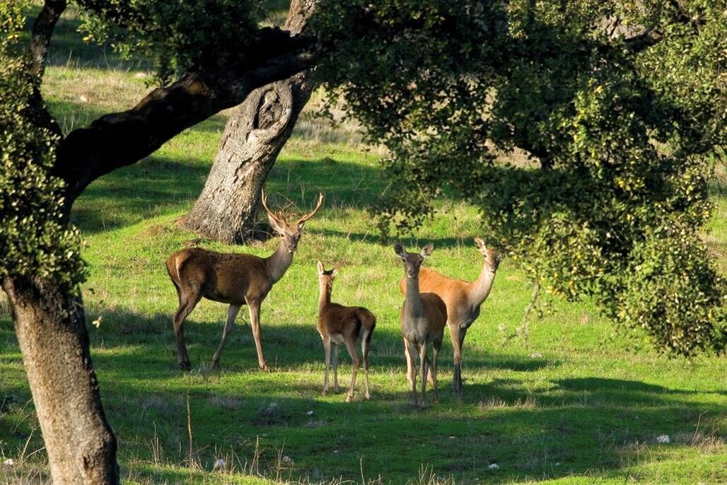 Photo of Outdoor in Alajar