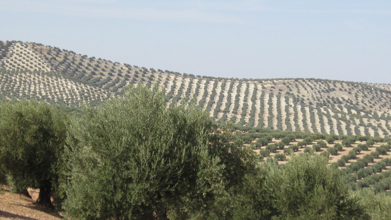 Photo of Outdoor in Torre del Campo