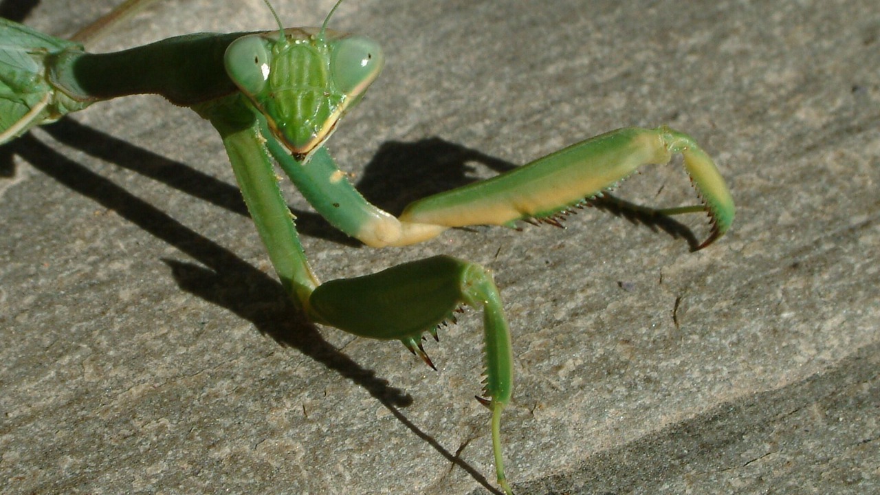 Photo of Others in Orgiva