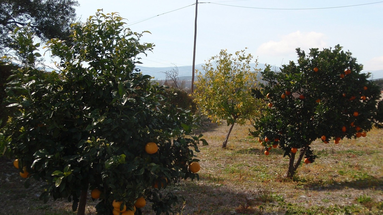Photo of Outdoor in Orgiva