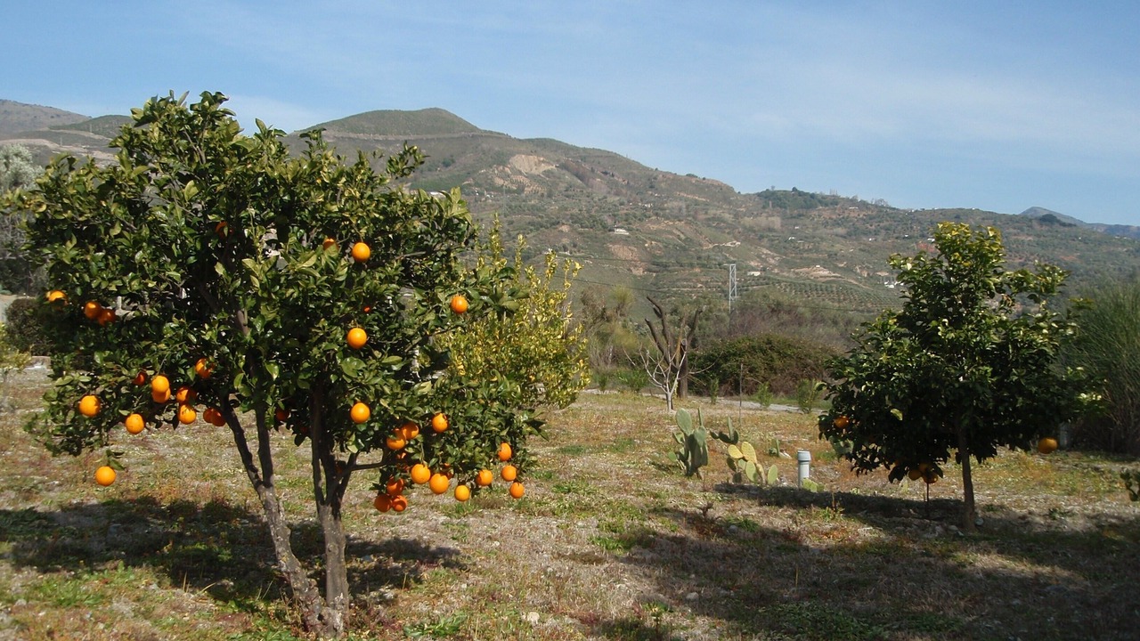 Photo of Outdoor in Orgiva