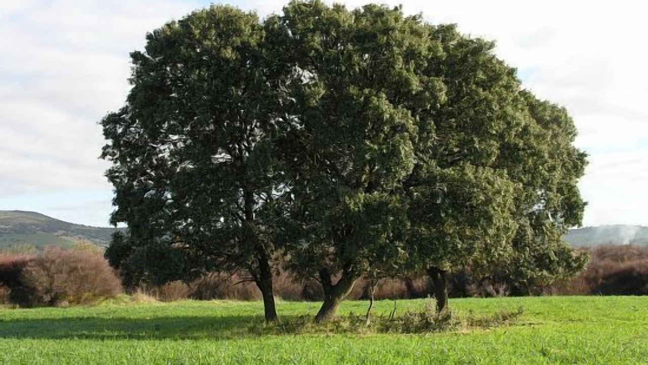 Photo of Outdoor in Malagon