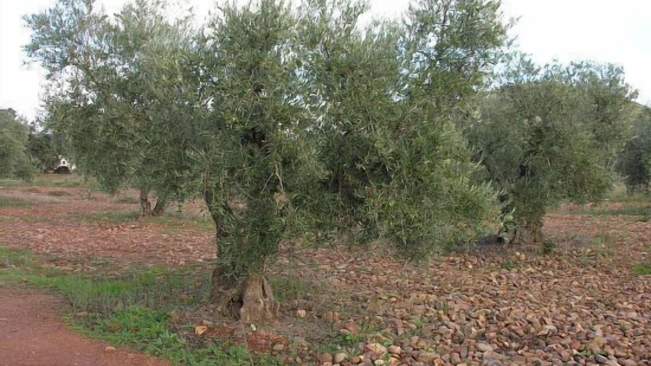 Photo of Outdoor in Malagon