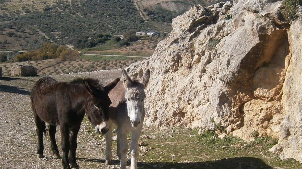 Photo of Others in Pruna