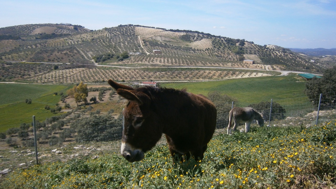 Photo of Others in Pruna