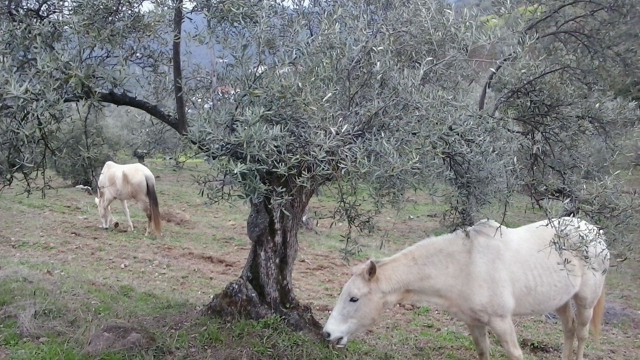 Photo of Outdoor in Pozoblanco