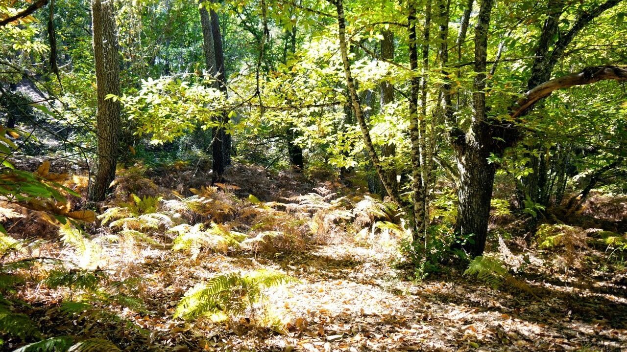 Photo of Outdoor in Castano del Robledo