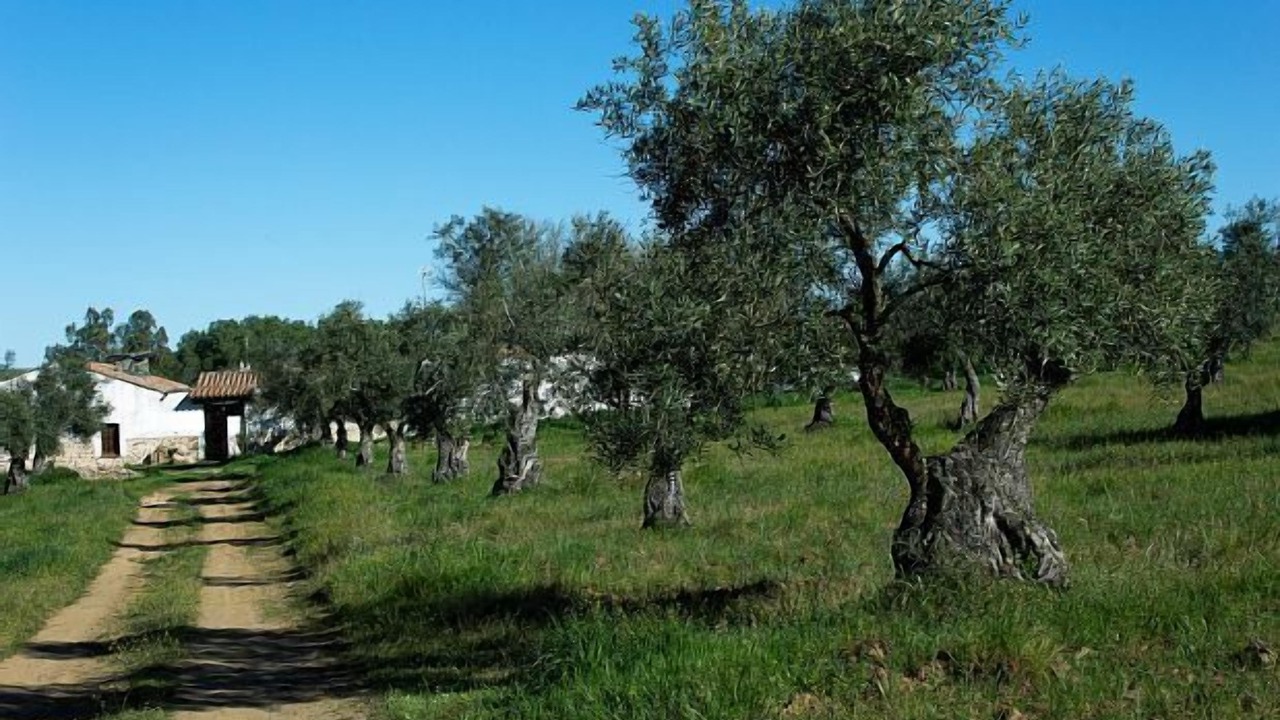 Photo of Outdoor in Fuente de Cantos