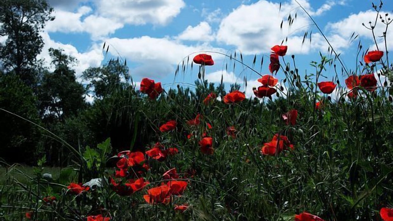 Photo of Outdoor in Fuente de Cantos