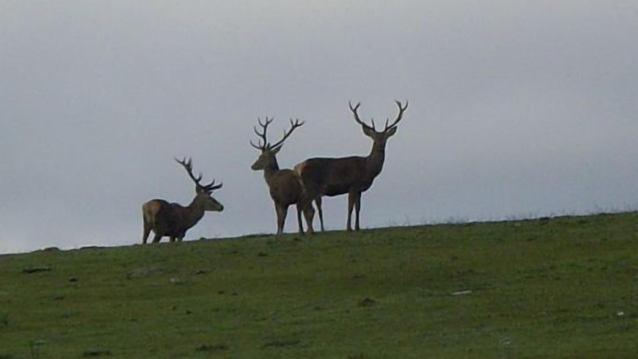 Photo of Others in Andujar