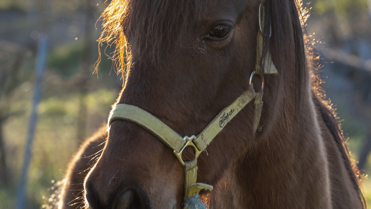 Photo of Others in Fuencarral-El Pardo