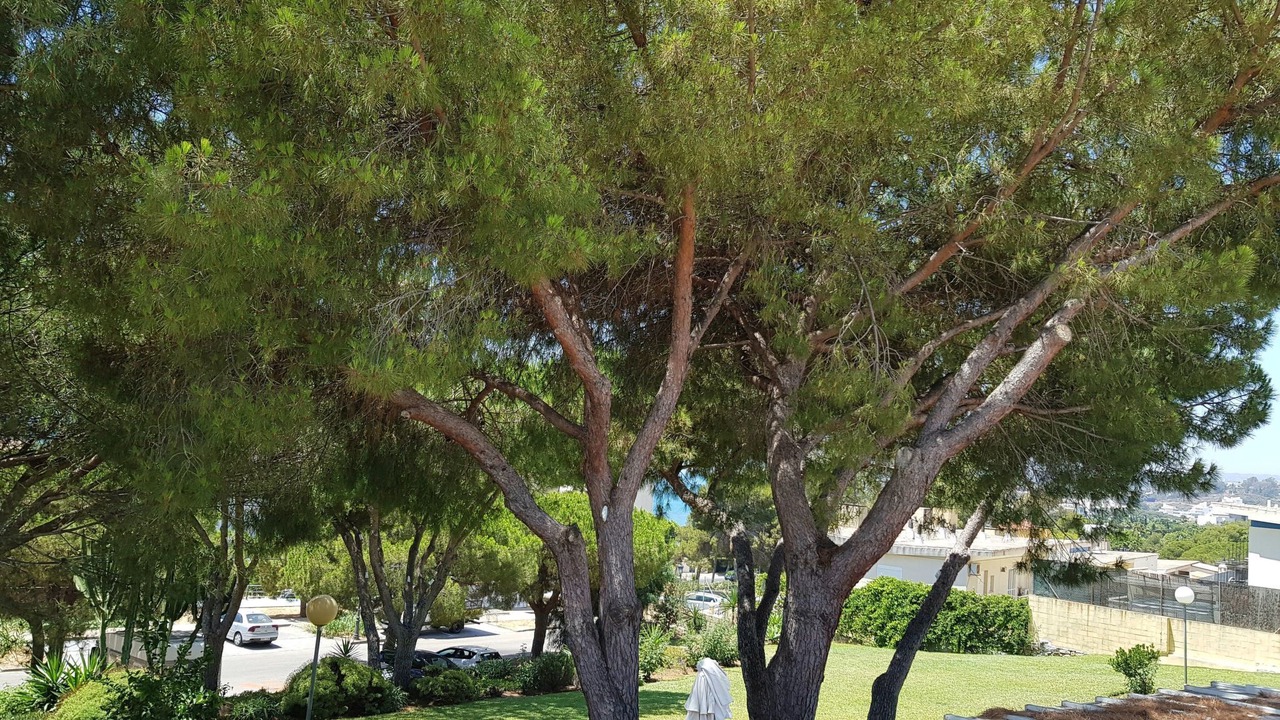 Photo of Others in Urbanizacion Puerto de Estepona