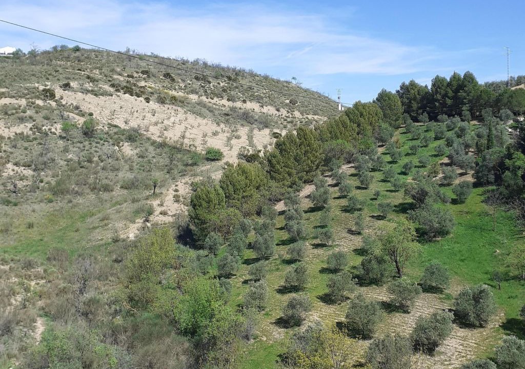 Photo of Others in Antequera