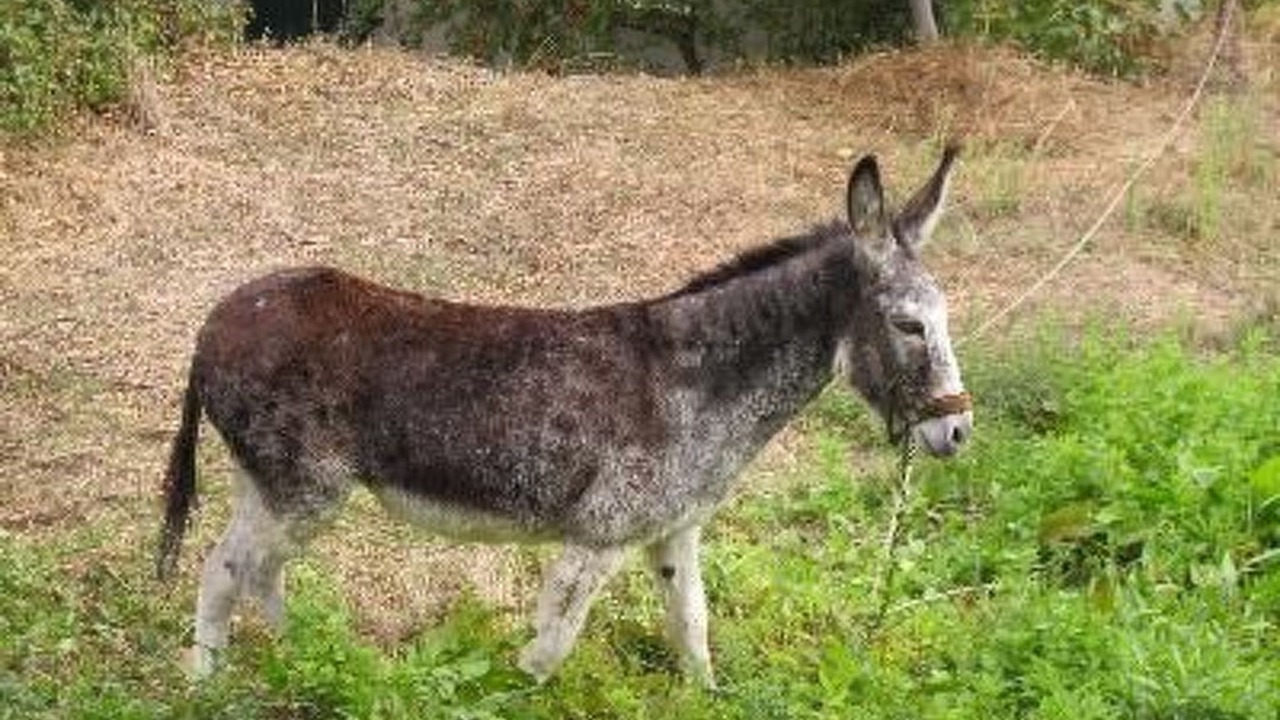 Photo of Others in Laroya