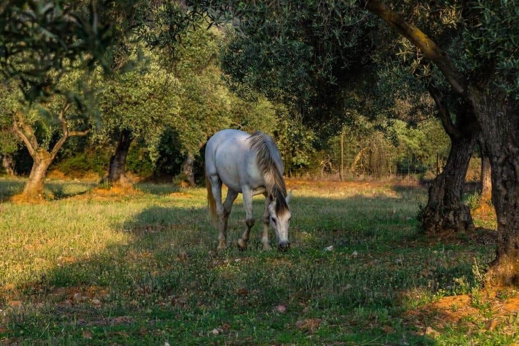 Photo of Others in Penarroya-Pueblonuevo