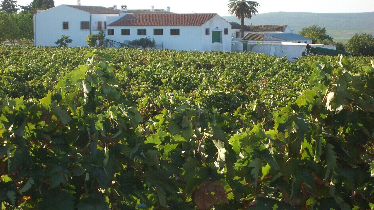 Photo of Outdoor in Moriles