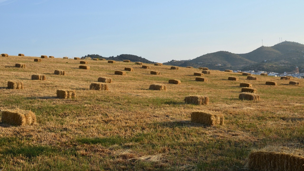 Photo of Others in Alfarnate