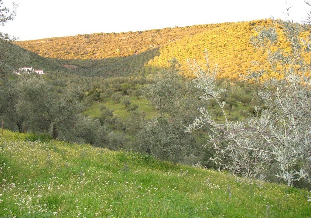 Photo of Others in Pozoblanco