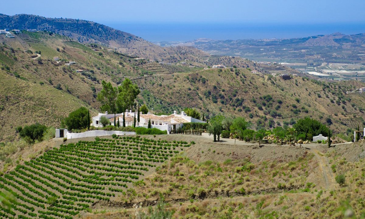 Photo of Others in Canillas de Aceituno