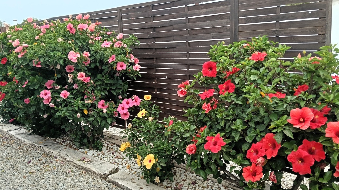Photo of Outdoor in El Palmar