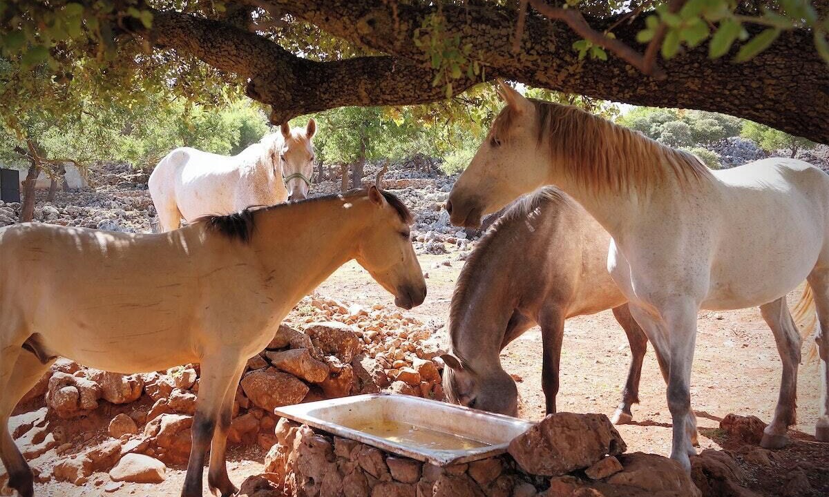 Photo of Others in Alhama de Granada