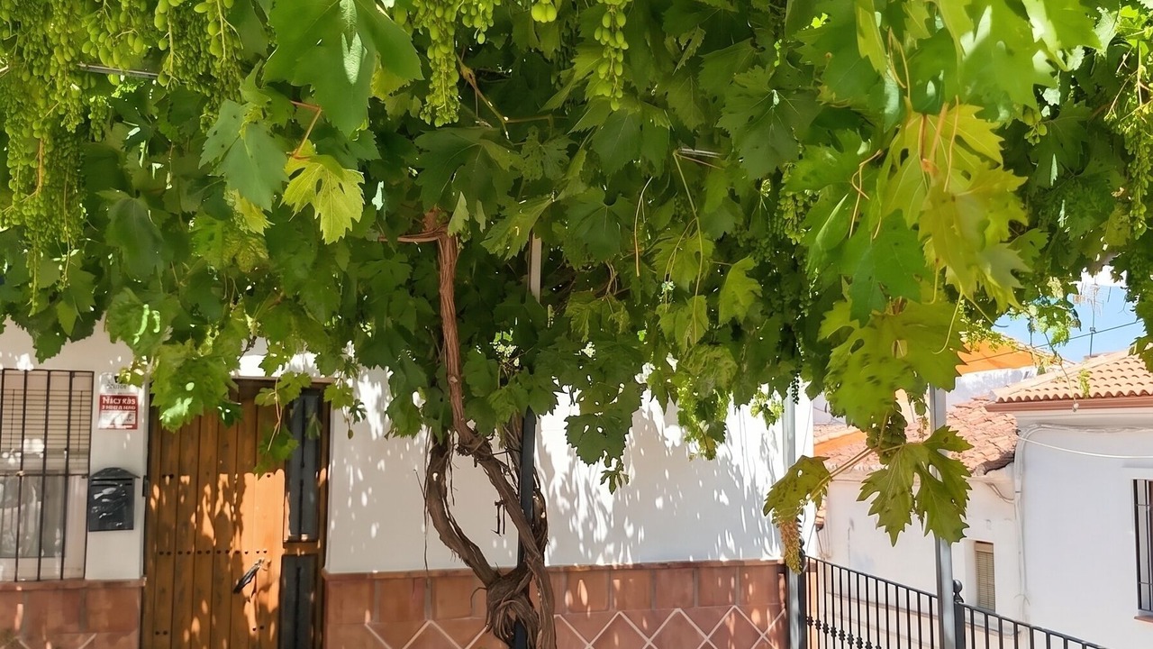Photo of Others in Ardales