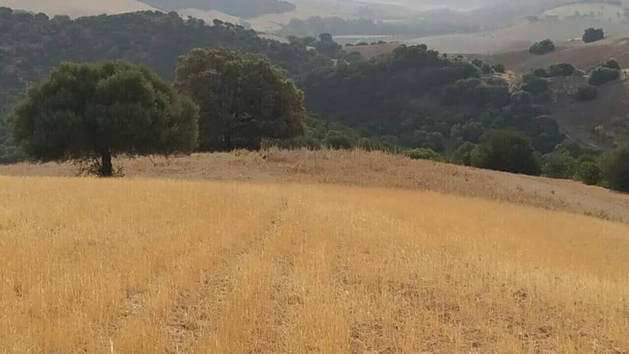 Photo of Others in Montellano