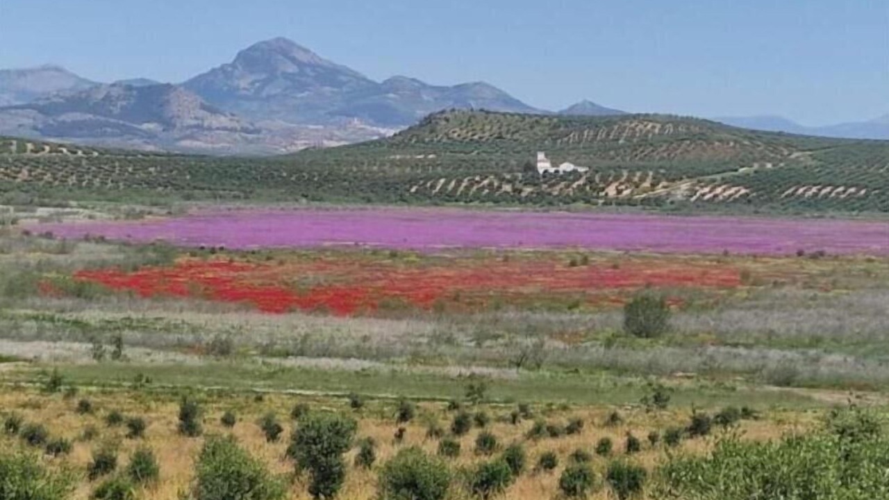 Photo of Outdoor in Baena