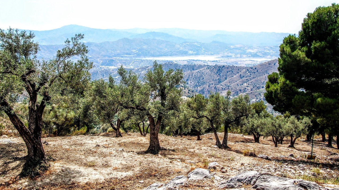 Photo of Others in Canillas de Aceituno