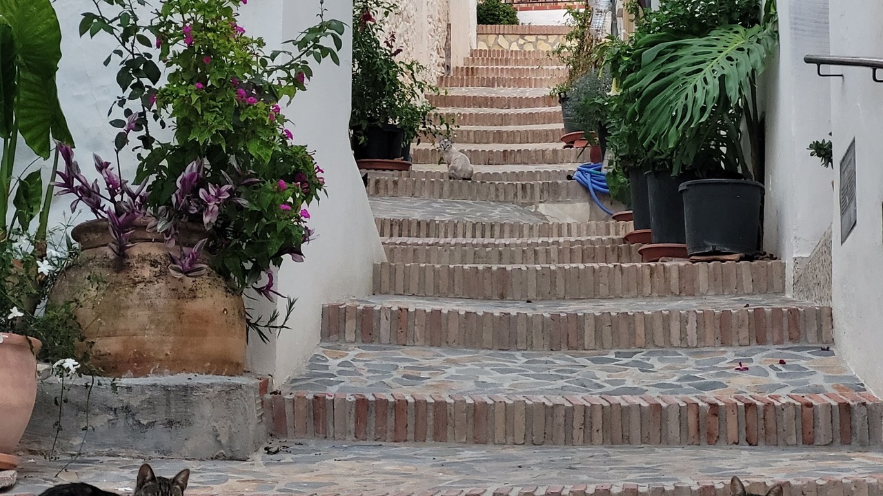 Photo of Others in Canillas de Albaida