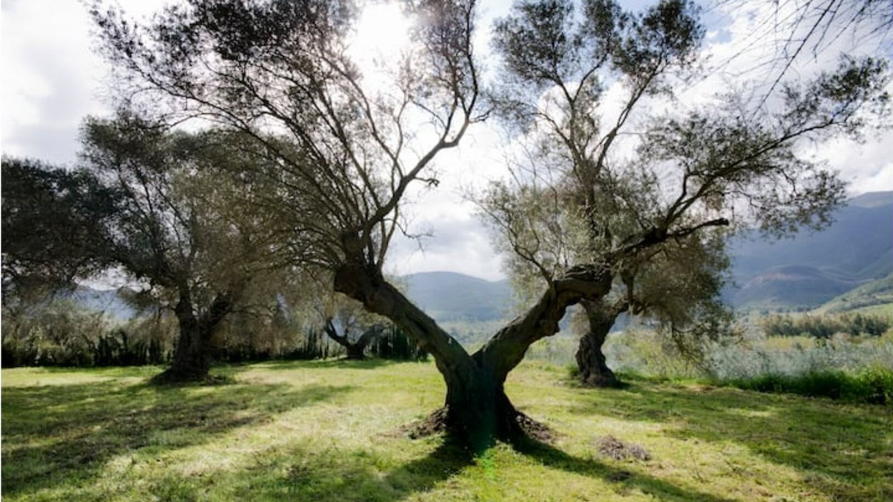 Photo of Others in Orgiva
