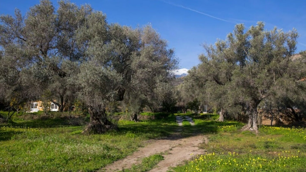 Photo of Others in Orgiva