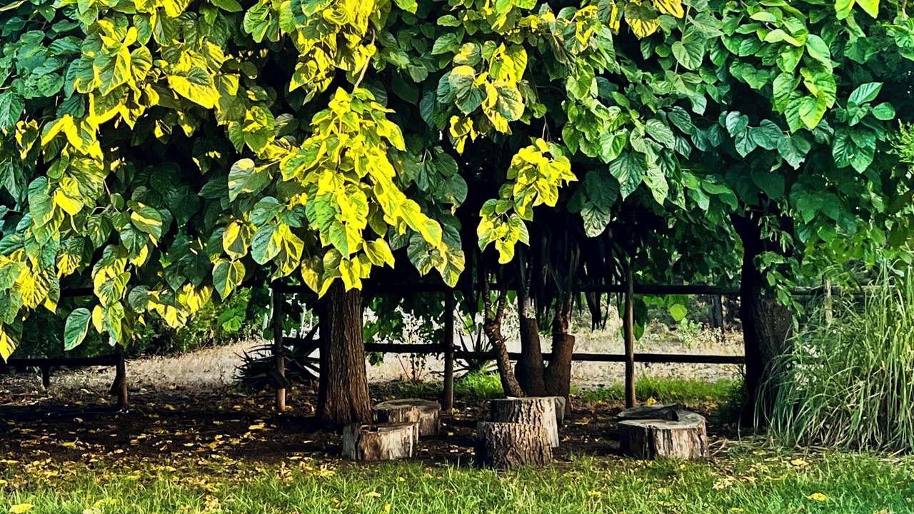 Photo of Outdoor in Jerez de la Frontera