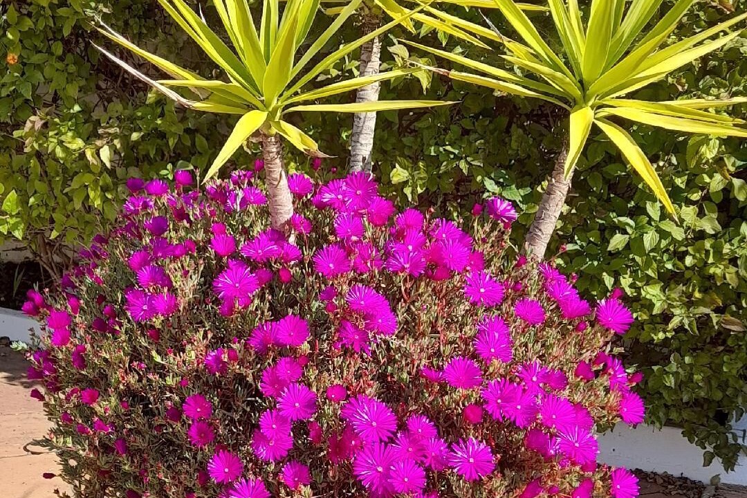 Photo of Outdoor in El Rompido