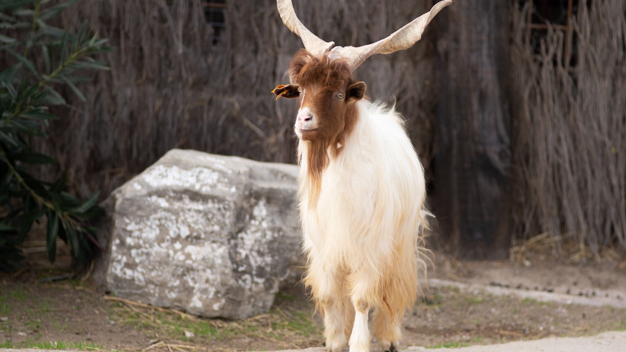 Photo of Others in Jimena de la Frontera