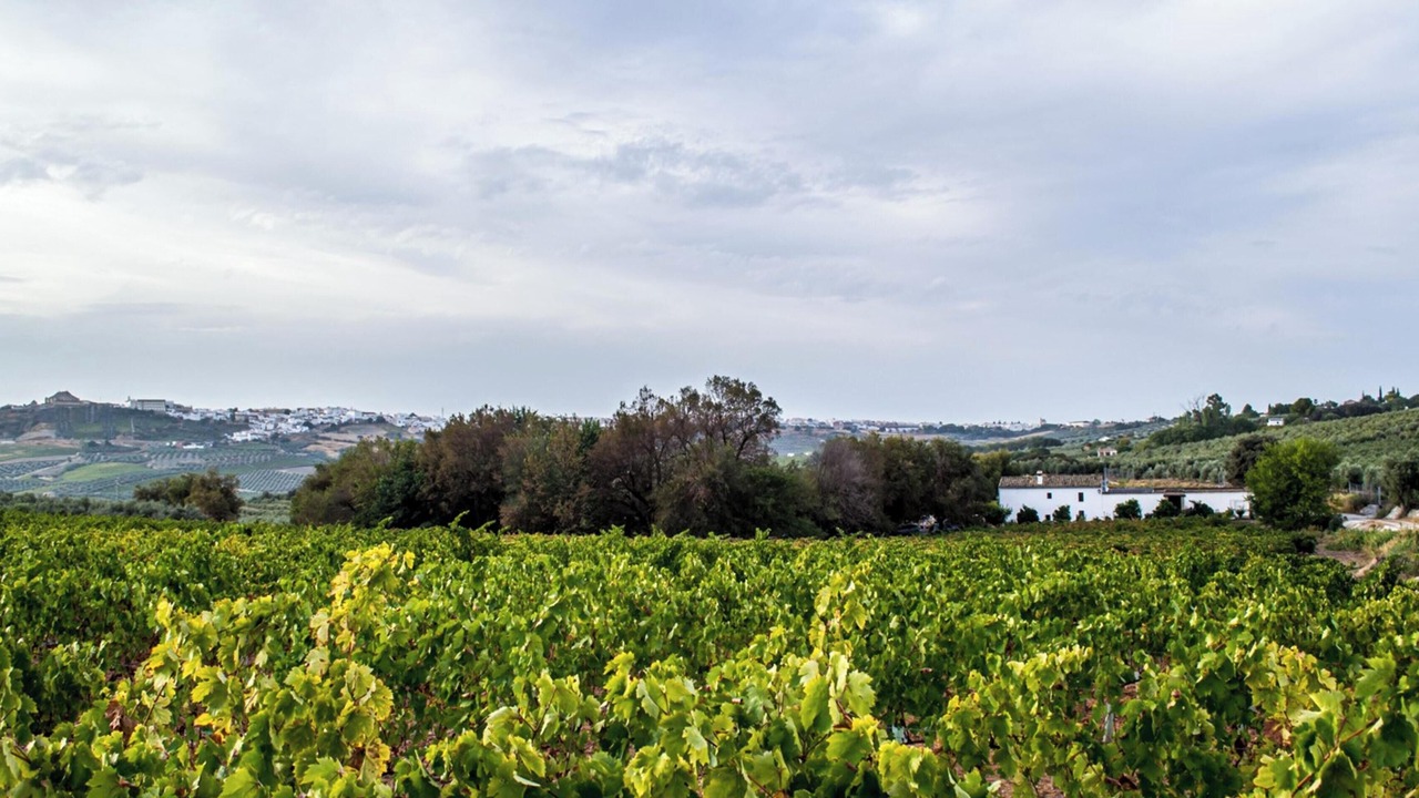 Photo of Outdoor in Montilla