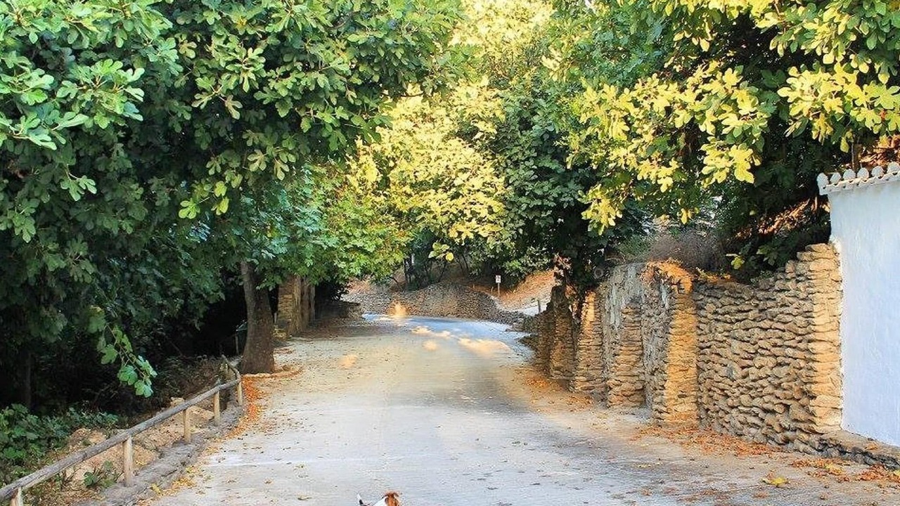 Photo of Others in Algarinejo