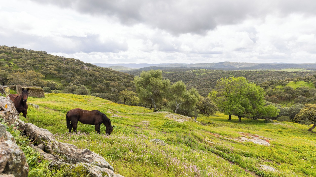 Photo of Others in Higuera de la Sierra