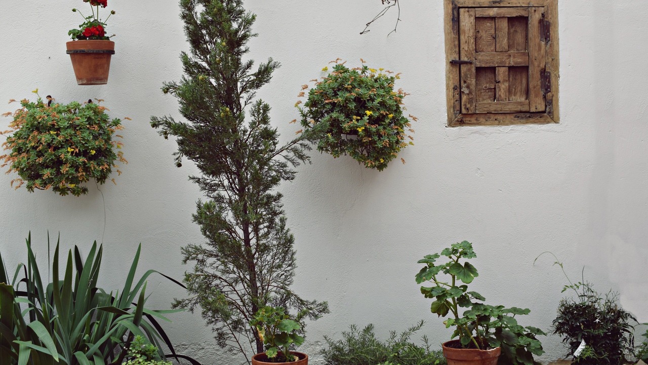 Photo of Outdoor in Consuegra
